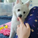 다온워크 | 10개월 강아지 노즈워크 DIY 후기｜다이소 재료로 만든 설 명절 실내놀이