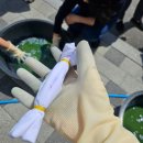 늘푸른동아세탁나라 | 천연의 푸름을 입히다 – 쪽물들이기의 역사와 과정