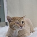 SKY동물병원 이미지