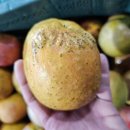감홍사과 10kg 56000원 무료배송 이미지