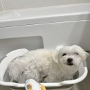 강아지샴푸로 순하고 향까지 좋은 두리코스 알프레독 화이트