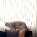 마론도리스(Marondollis) 이미지