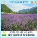 라벤더 | 2026 무릉별유천지 라벤더축제 방문후기 / 일정 휴무일 입장료 주차장 셔틀 총정리