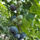 산내들농장 이미지