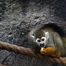 다람쥐 원숭이 / 20110703 이미지