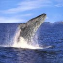 고래의꿈 이미지