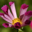 RE:Seashell Cosmos Purple Color 이미지