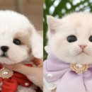 미유펫대구 강아지분양고양이분양(도그플러스동물병원) 이미지