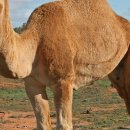 카멜 이미지