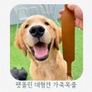 펫클래식 | 대형견가죽목줄 추천 펫올린 튼튼한 가죽목줄SET 클래식카멜 착용후기