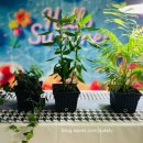 소소한 행복 초록일기 이미지