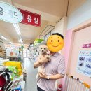 강동구 애견미용 애견호텔 마니사개