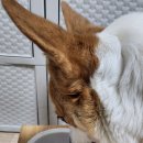 아이스크림멍냥 이미지