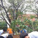 생명나무숲 이미지