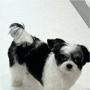 뽀그리독 이미지