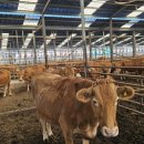 목동한우농장 이미지