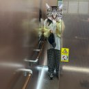 수원이안과의원 | 수원 문안과 스마일 라식 솔직 매콤 찐후기(누가 스마일 라식 회복 빠르대)