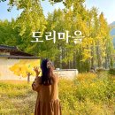 도리마을 숲 | 경주서면도리마을 은행나무숲 단풍 코스모스 후기