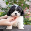 강아지고양이 미유펫 청주점 이미지