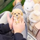 복이애견샵 | 송파강아지분양 많은 후기로 인정받는 펫샵