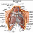 호흡기계 (respiratory system : 呼吸器系) 이미지