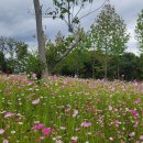 순천만국가정원 이미지