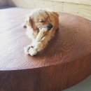 빙고 애견카페 이미지