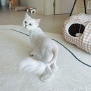 언제나고양이 | [인천] 구월동 고양이 무마취미용 &amp; 호텔 언제나고양이 후기