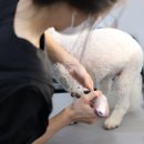 원 반려동물 미용실 이미지