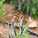 미선향테마파크 이미지