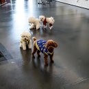 리츠펫 이시아폴리스점 이미지