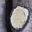 순정민박 이미지