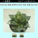 대형콤프 이미지