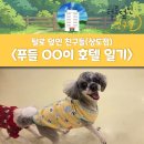 털로덮인친구들 서울상도점 | [상도동/반려견 호텔] 푸들 OO친구 호텔링 후기 / 털로덮인친구들 상도점 호텔 일기 / 상도동 애견 호텔...