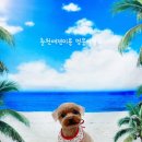 멍뭉이발소 | 춘천애견미용 귀요미애견미용 멍뭉이발소