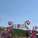 대환 농장 | 포천 축제 한탄강 봄 가든페스타 개화 상황 및 방문후기┃포천 산정호수