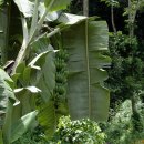 머루다래 이미지