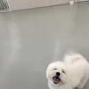 위드왈왈 이미지