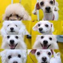 영민동물병원 이미지