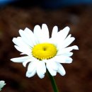데이지 - 거제시 고현로8길 22 | 데이지