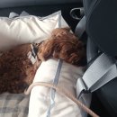 라지독스 이미지