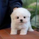 영동제일병원 | 영동강아지분양 애견생활 시작