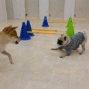 퍼피엔젤스 이미지