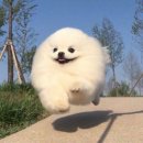파람 이미지