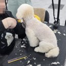 군자애견 이미지