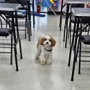 혁신애견미용 이미지