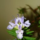 로즈마리 이미지