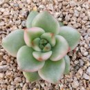 수담농장 이미지