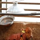 송아지농장 이미지