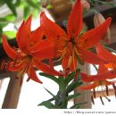 오늘, 정원 이미지